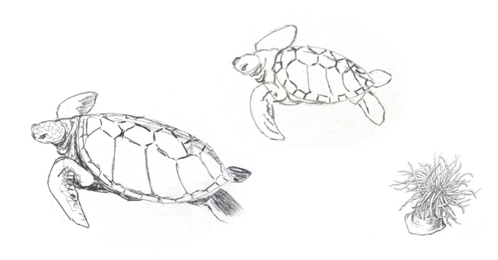 sea turtles