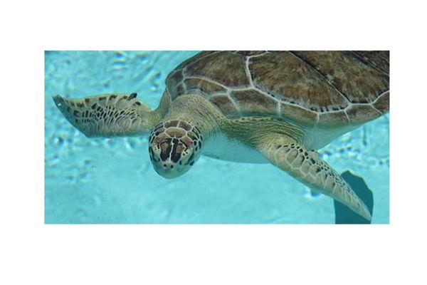 Image for event: Sea Turtles of South Florida