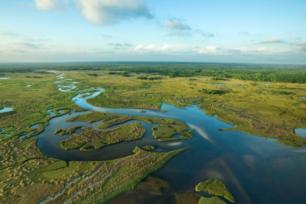 Image for event: Family Deep Dives: The Florida Everglades 
