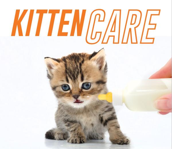 Image for event: Kitten Care