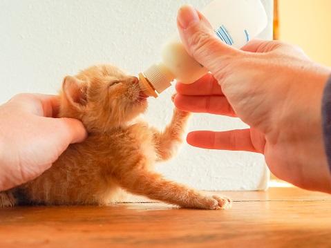 Image for event: Kitten Care: Learn to Feed Live Kittens with Animal Care