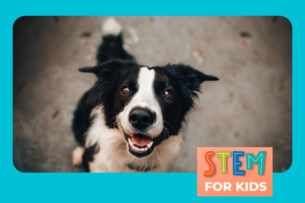 Image for event: STEM for Kids: Veterinary Medicine (Online)