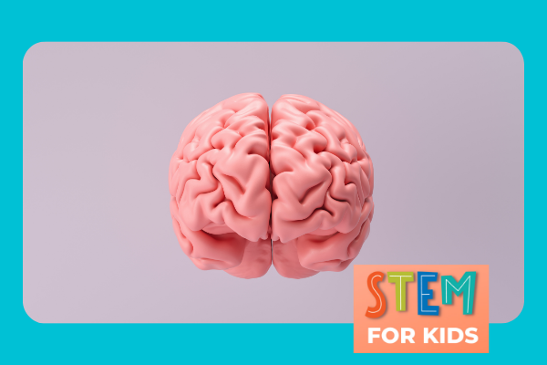 Image for event: STEM for Kids: Lobe Your Brain (Online)