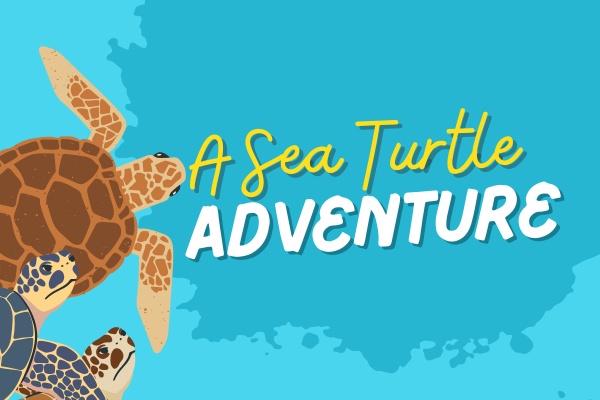 Image for event: A Sea Turtle Adventure!