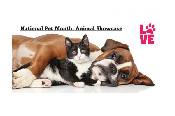 Image for event: National Pet Month Animal Showcase