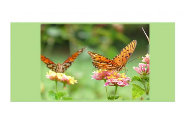 Image for event: Butterfly Gardening